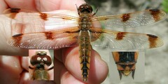 Libellula semifasciata