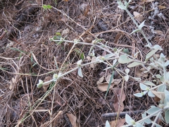 Gomphrenoideae