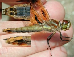 Libellula semifasciata
