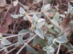 Gomphrenoideae