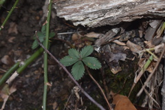 Potentilla simplex