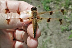 Libellula semifasciata
