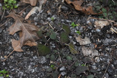 Urtica chamaedryoides