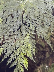 Davallia fejeensis