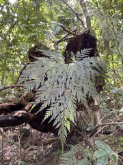 Davallia fejeensis