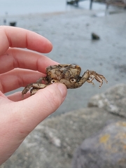 Hemigrapsus crenulatus