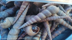 Turritellinella tricarinata