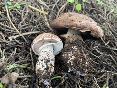 Agaricus brunneofibrillosus