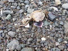 Hemigrapsus crenulatus