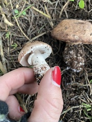 Agaricus brunneofibrillosus