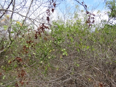 Ximenia