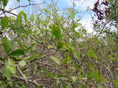 Ximenia