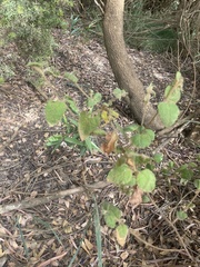 Tremandra stelligera