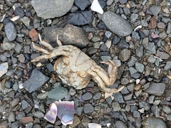 Hemigrapsus crenulatus