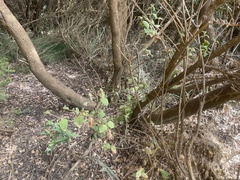 Tremandra stelligera