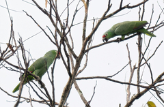 Amazona autumnalis salvini
