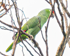 Amazona autumnalis salvini
