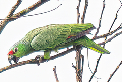 Amazona autumnalis salvini