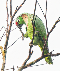 Amazona autumnalis salvini