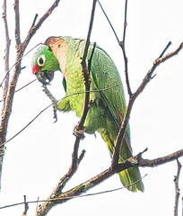 Amazona autumnalis salvini