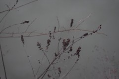 Dasistoma macrophylla