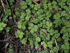Hydrocotyle elongata