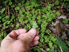 Hydrocotyle elongata