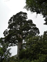 Libocedrus bidwillii