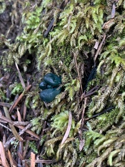 Microglossum nudipes