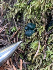 Microglossum nudipes