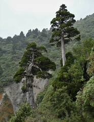 Libocedrus bidwillii