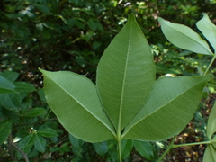 Zanthoxylum asiaticum