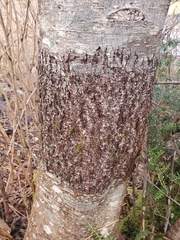 Didymosphaeria oregonensis