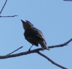 Pachyramphus aglaiae