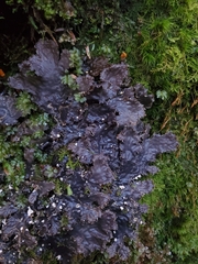 Peltigera pacifica