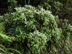 Macrolearia colensoi