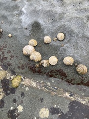 Austrocochlea constricta