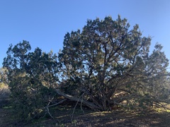Juniperus californica