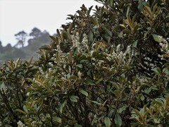 Brachyglottis elaeagnifolia