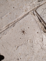 Selenops submaculosus