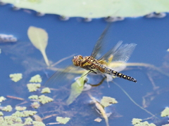 Hydrobasileus brevistylus