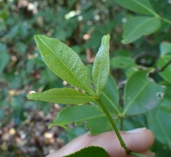 Zanthoxylum asiaticum