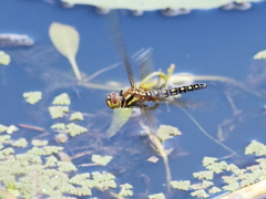 Hydrobasileus brevistylus