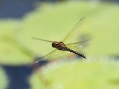 Hydrobasileus brevistylus