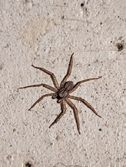 Selenops submaculosus