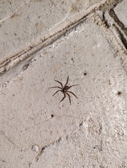 Selenops submaculosus