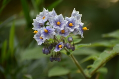 Solanum crispum
