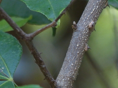 Zanthoxylum asiaticum