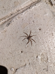 Selenops submaculosus