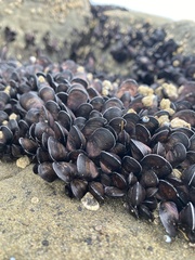 Brachidontes rostratus